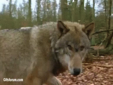 The popular Wolfs GIFs everyone's sharing