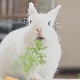 Bunny Rabbit Gif Bunny Rabbit Pats Discover Share Gif - vrogue.co