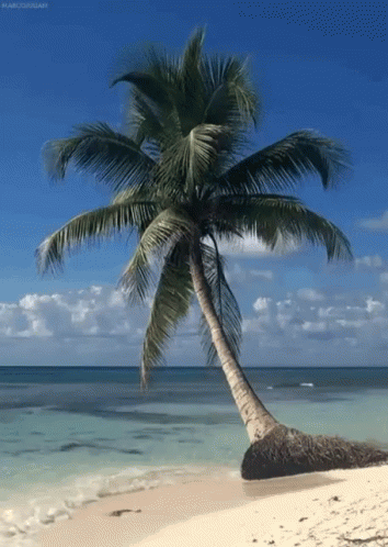 Palm Tree GIF - Palm Tree Happy - Discover & Share GIFs