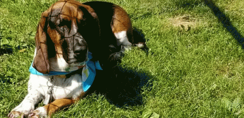 Bassett hound lick Bassett hound lick