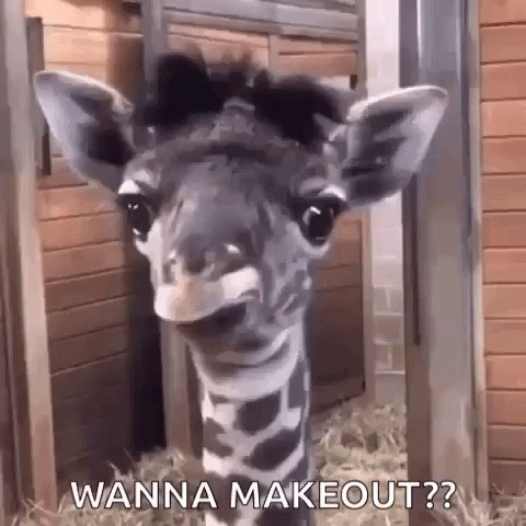 Animal Funny Gif - Animal Funny Cute - Discover &Amp; Share Gifs
