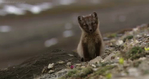 baby wolf from http