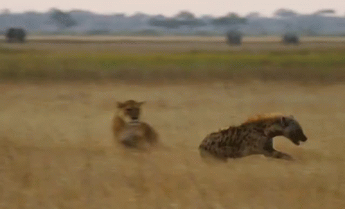 Hyena Is Having A Bad Day GIF - Hyena Running Chasing ...
