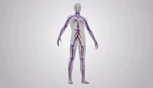 Open Circulatory System Animation GIFs | Tenor