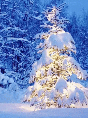 Nature Christmas GIF - Nature Christmas Tree - Discover & Share GIFs