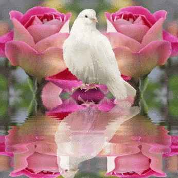Image result for roses  -  doves gifs