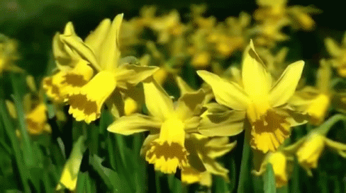Image result for daffodils gif