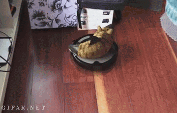 cat on vacuum gif cats shark roomba discover share gifs