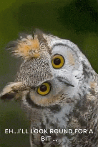 whoo whoo owl