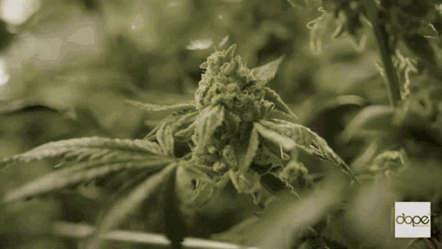 Happy Time Cannabis GIF - HappyTime Cannabis Growing - Discover & Share GIFs