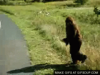Image result for MAKE GIFS MOTION IMAGES OF SASQUATCH