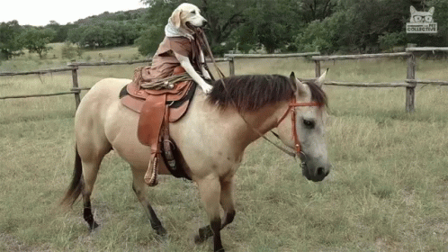 Image result for ride a horse gif