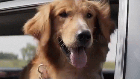 Doggy GIF - Dog ADogsPurpose GoldenRetriever - Discover & Share GIFs