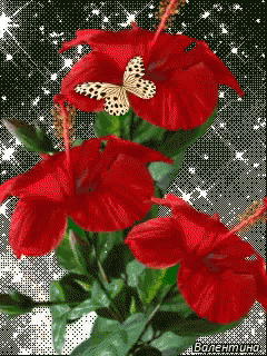 Red Flowers GIF - Red Flowers Butterfly - Discover & Share ...