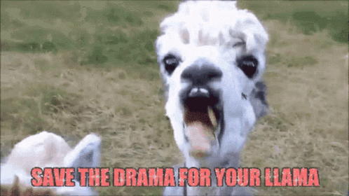 Save The Drama For Your Llama Chews GIF - SaveTheDramaForYourLlama Llama  Drama - Descubre  Comparte GIFs