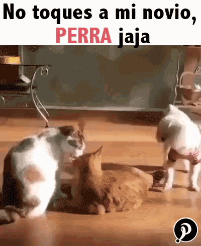 no toques a mi novio perra gif celosa notoqueaminovio perra