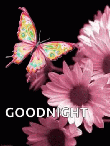 Goodnight Butterflies GIF - Goodnight Butterflies Flowers - Discover ...