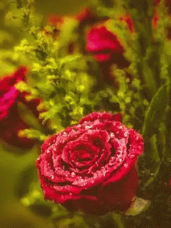 Image result for gifs flower tenor