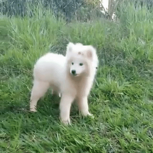 Featured image of post White Dog Gif Animated Little dog runs back and forth