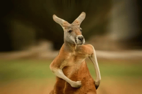 Skippy Kangaroo GIF - Skippy Kangaroo Run - Discover & Share GIFs