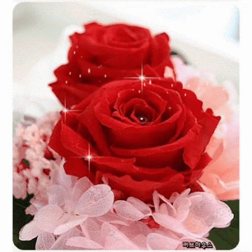 Red Rose GIF - Red Rose - Discover & Share GIFs