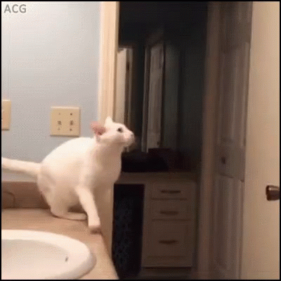 cat fail gifs tenor