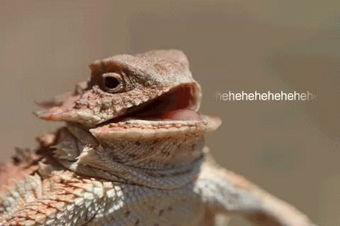 Bearded Dragon Running GIFs
