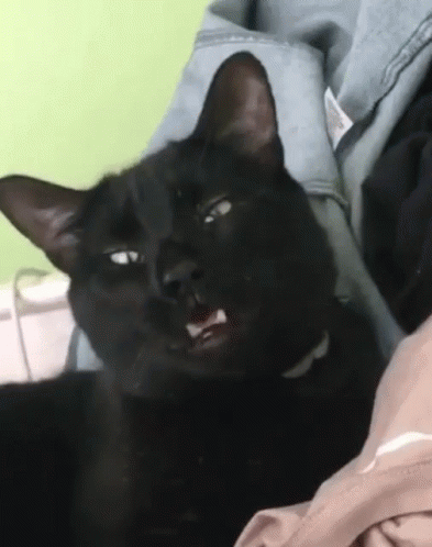 sneezing cat gifs tenor