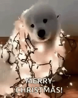 Merry Christmas Dog GIF - MerryChristmas Dog - Discover &amp; Share GIFs