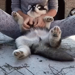 cuddle phish for mac gif cuddle phish for mac gif