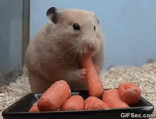 Hamster Eating Carrots GIF - Hamster Eating Carrots - Discover & Share GIFs