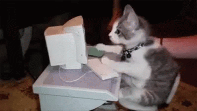 cat typing on computer gifs tenor
