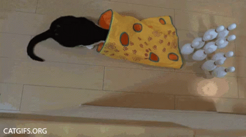 bowling cat gif cat
