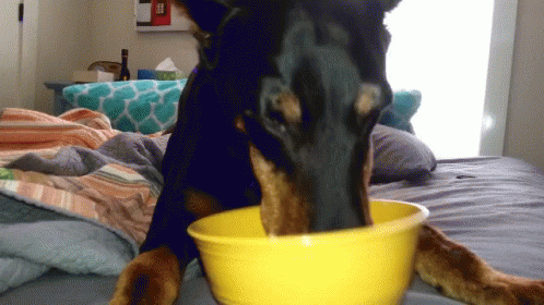 Featured image of post Animated Gif Dog Eating Gif Cute funny dog animated gifs