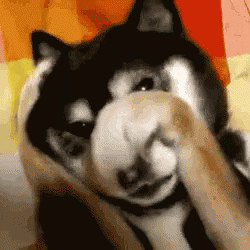 Dog Love Gifs Tenor