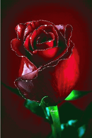 Rosa Bild: Rose Flower Images Hd Gif