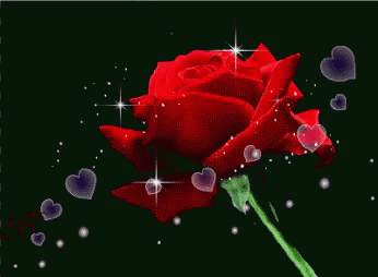 Gambar Bunga  Mawar  Gif  Gambar Bunga 