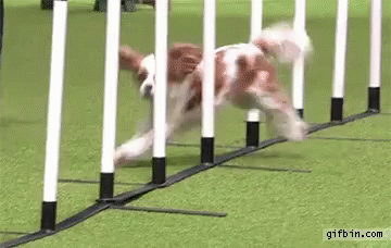 Course GIF Course RunningCourse DogCourse Discover Share GIFs Course GIF Course RunningCourse DogCourse Discover Share GIFs