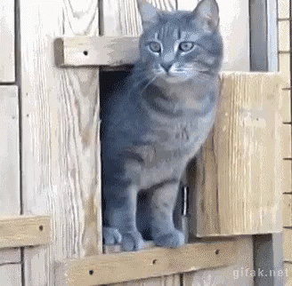  Kucing  Kepo GIF  Kucing  Kepo Cat Discover Share GIFs 