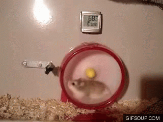 Hamster Wheel Fail GIF - Hamster HamsterWheel Fail GIFs