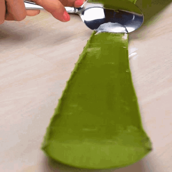 Babosa Aloe Vera GIF - Babosa AloeVera PlantUses - Discover ...