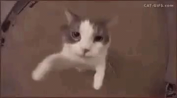 Chou Trop GIF - Chou Trop Mignon - Discover & Share GIFs