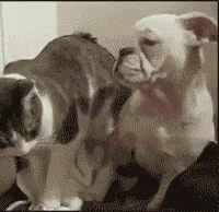 Cat And Dog Fight GIFs Tenor