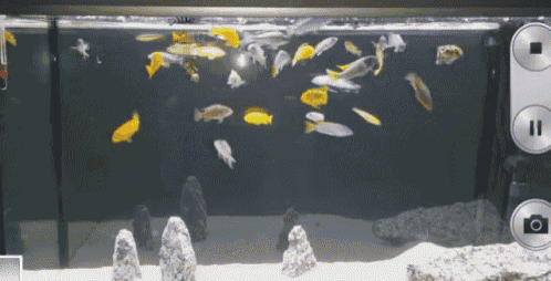 virtual aquarium gif