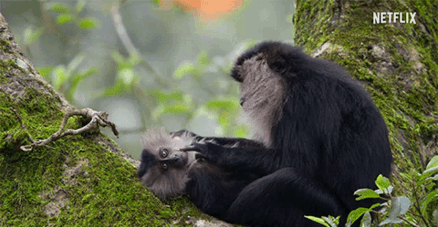 Monkeys Monkeys Grooming GIF - Monkeys MonkeysGrooming GroomingMonkey GIFs