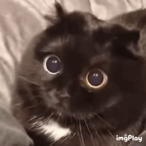 Surprised Cat Meme Gif