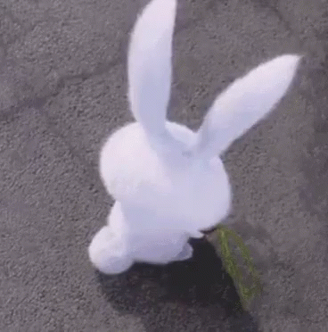 cute rabbits gifs tenor