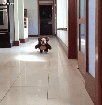 Cute Animal GIFs | Tenor