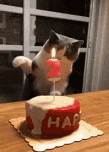 Happy Birthday Cat GIF - HappyBirthday Cat Cute - Discover & Share GIFs