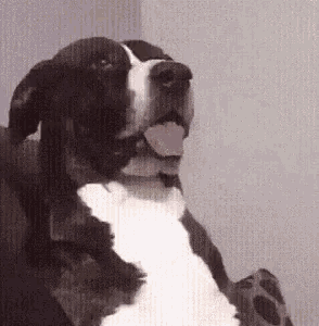 Say What Dog GIF - SayWhat Dog GIFs
